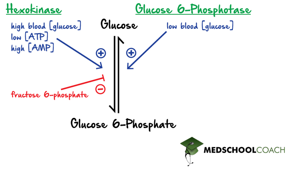 Regulation of Hexokinase and G6Pase in Glycolysis and Gluconeogenesis - MCAT Biochemistry