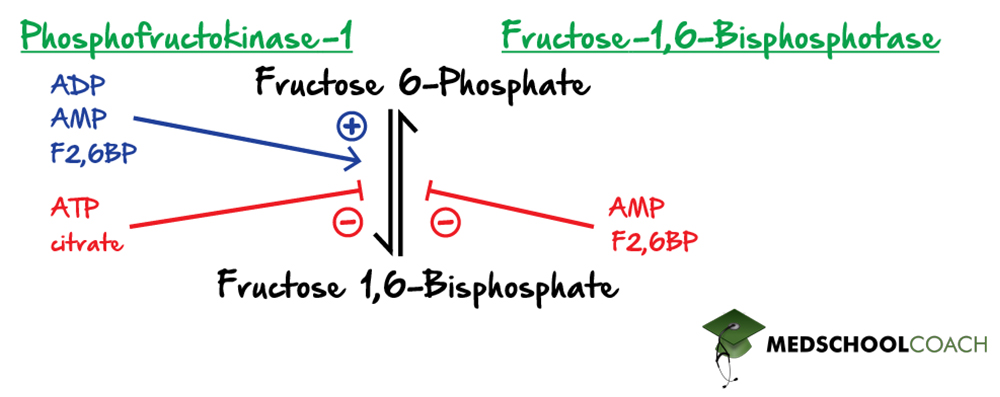 Regulation of PFK-1 and F1,6BPase in Glycolysis and Gluconeogenesis - MCAT Biochemistry