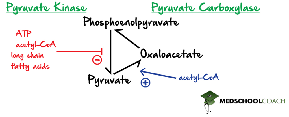 Regulation of Pyruvate Kinase & Pyruvate Carboxylase in Glycolysis and Gluconeogenesis - MCAT Biochemistry