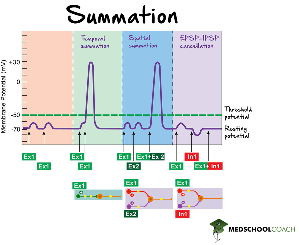 Summation of EPSPs and IPSPs - MCAT Biology