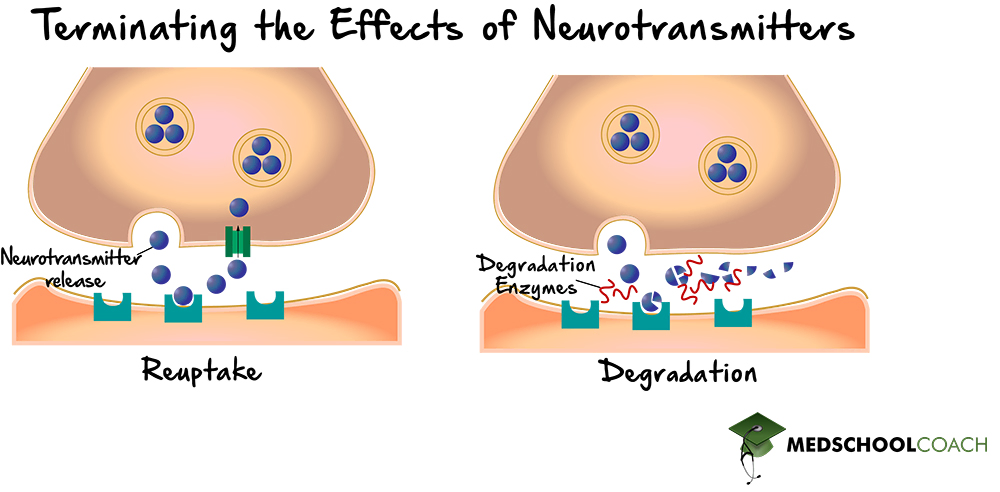 Terminating the Effects of Neurotransmitters - MCAT Biology