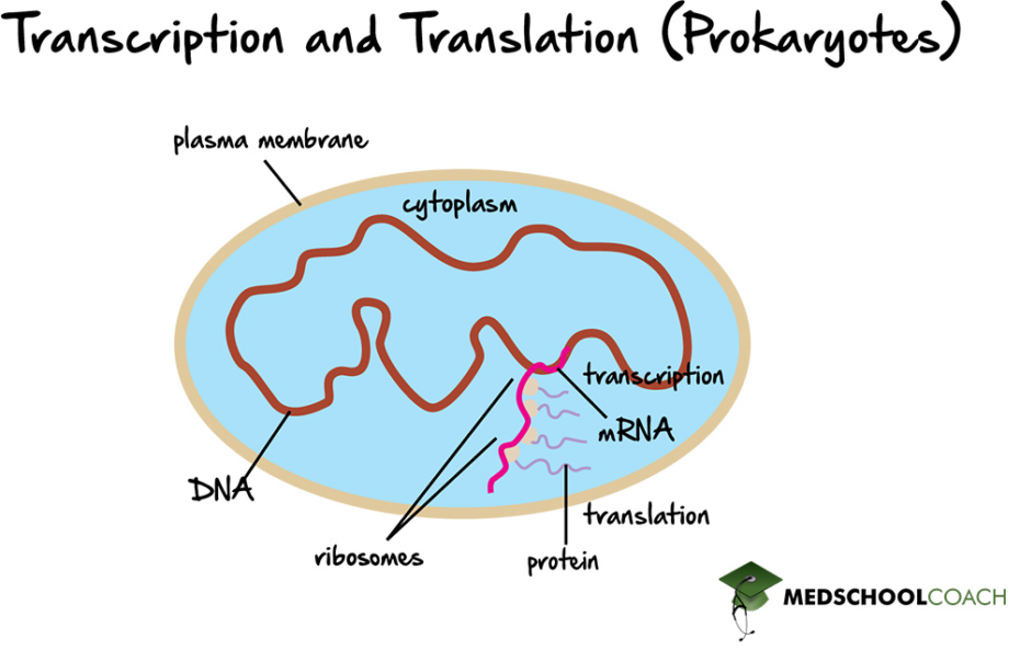 Translation MCAT Biology MedSchoolCoach