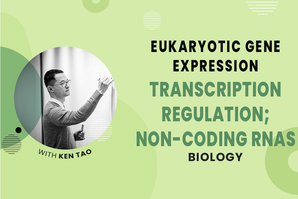 Transcription Factors and Non-Coding RNAs - MCAT Biology