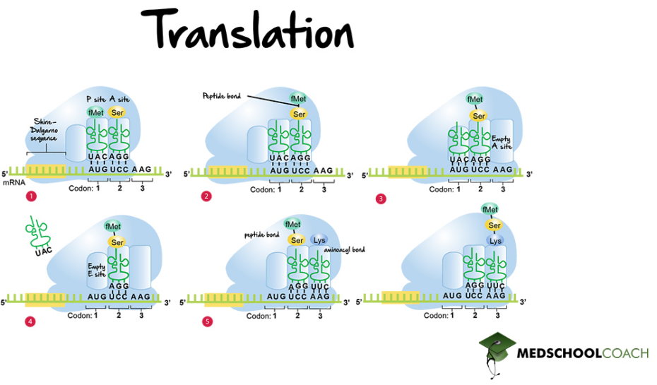 Translation MCAT Biology MedSchoolCoach translation-mcat-biology-medschoolcoach
