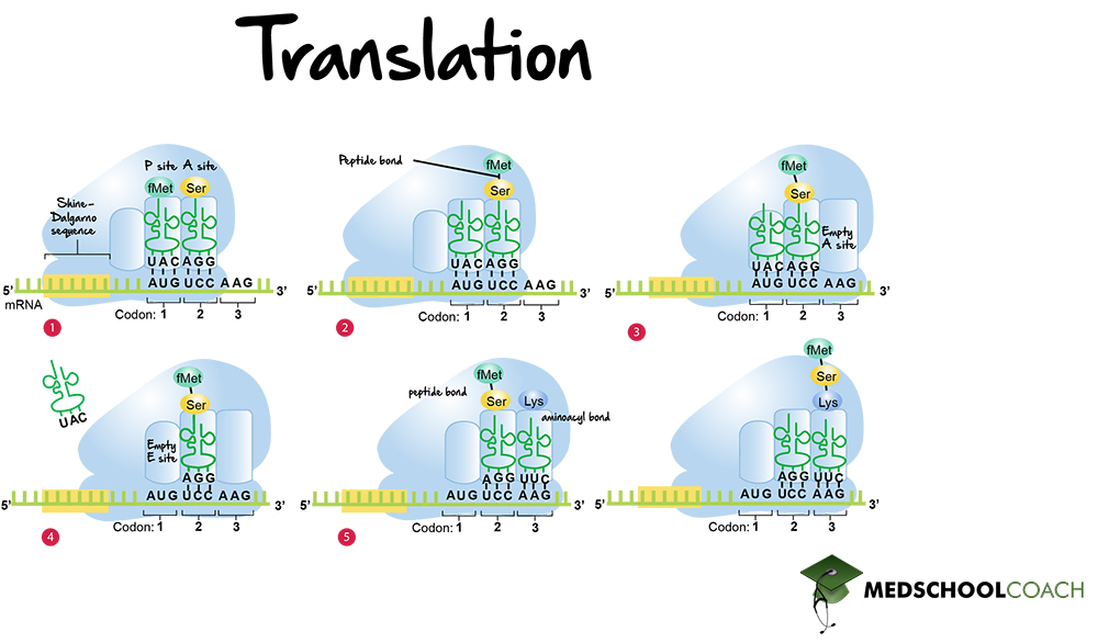 Translation - MCAT Biology