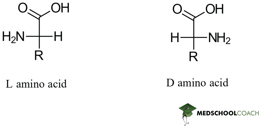 L and D Configurations of Amino Acids - MCAT Biochemistry