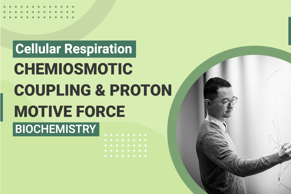 Cellular Respiration Chemiosmotic Coupling - Proton Motive Force