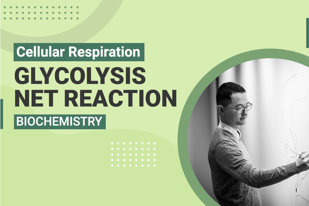 Cellular Respiration Glycolysis Net Reaction