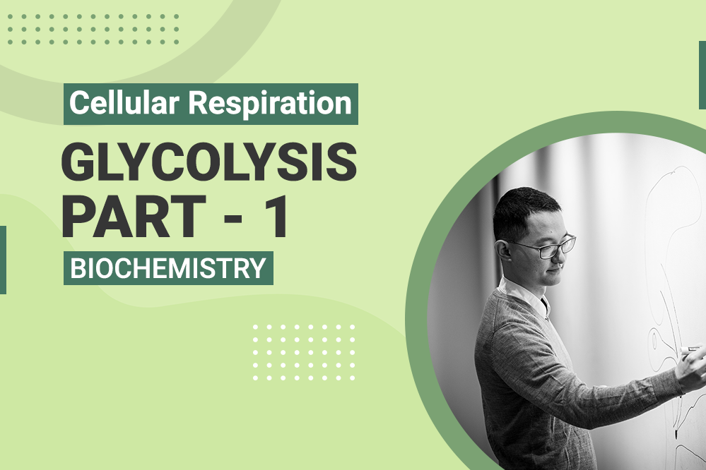 Cellular Respiration - Glycolysis Part 1