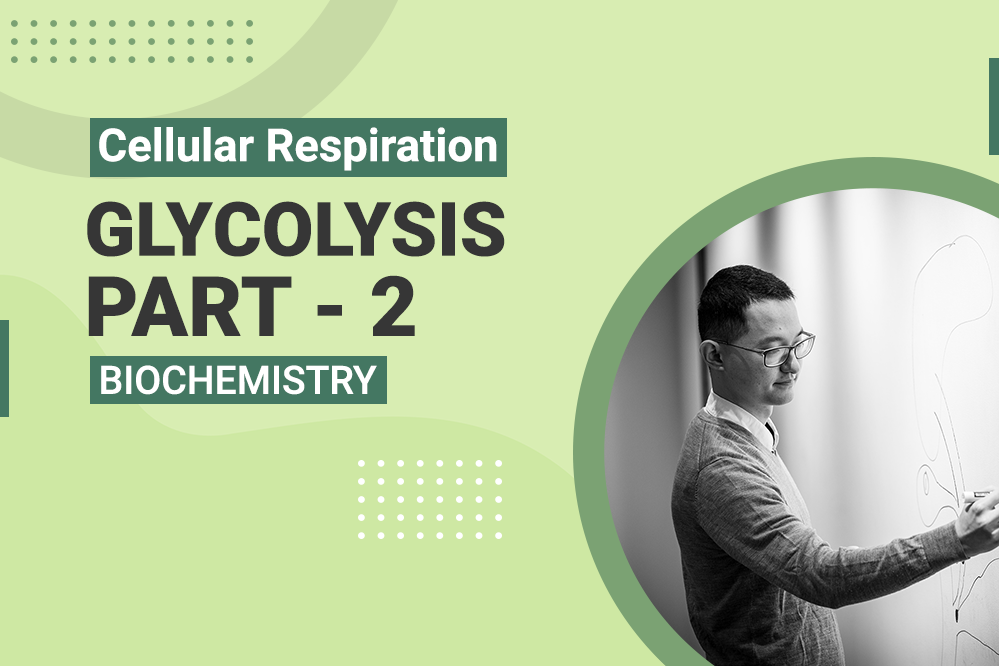 Cellular Respiration Glycolysis Part 2