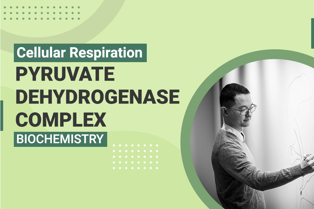 Cellular Respiration Pyruvate Dehydrogenase Complex PDC