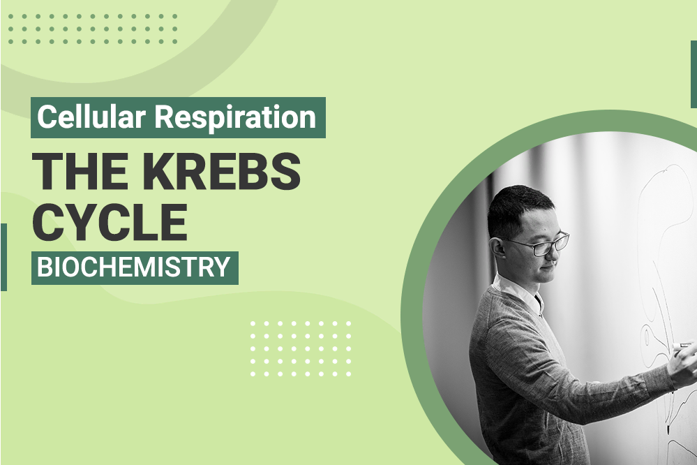 Cellular Respiration The Krebs Cycle