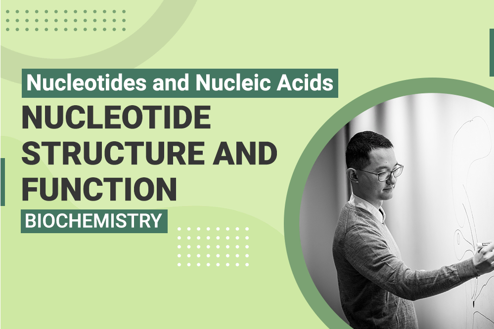 Nucleotides and Nucleic Acids Nucleotide Structure and Function