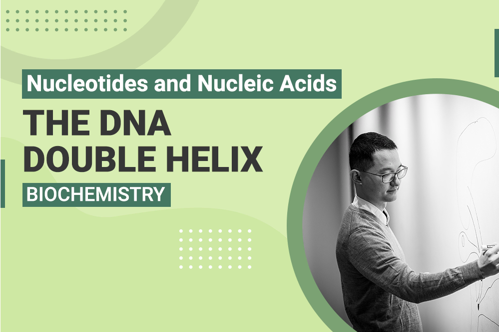 Nucleotides and Nucleic Acids - The DNA Double Helix