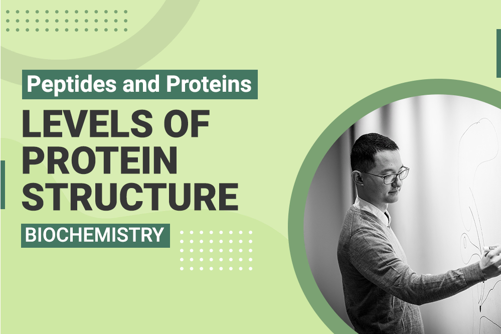 Peptides and Proteins - Levels of Protein Structure