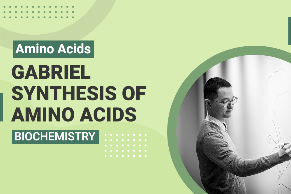 Amino Acids - Gabriel Synthesis of Amino Acids