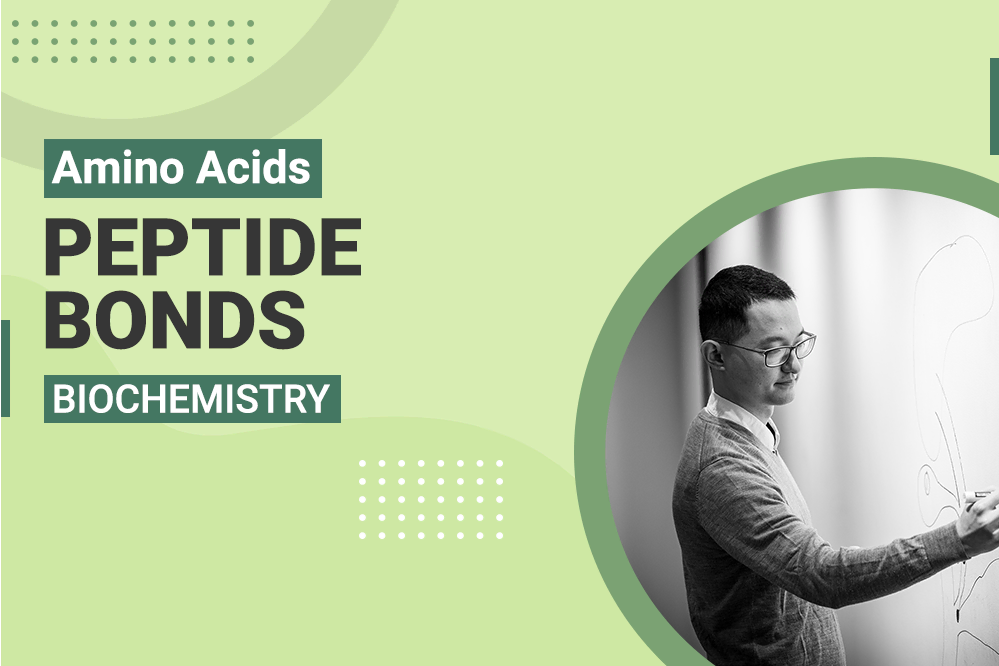 Amino Acids Peptide Bonds