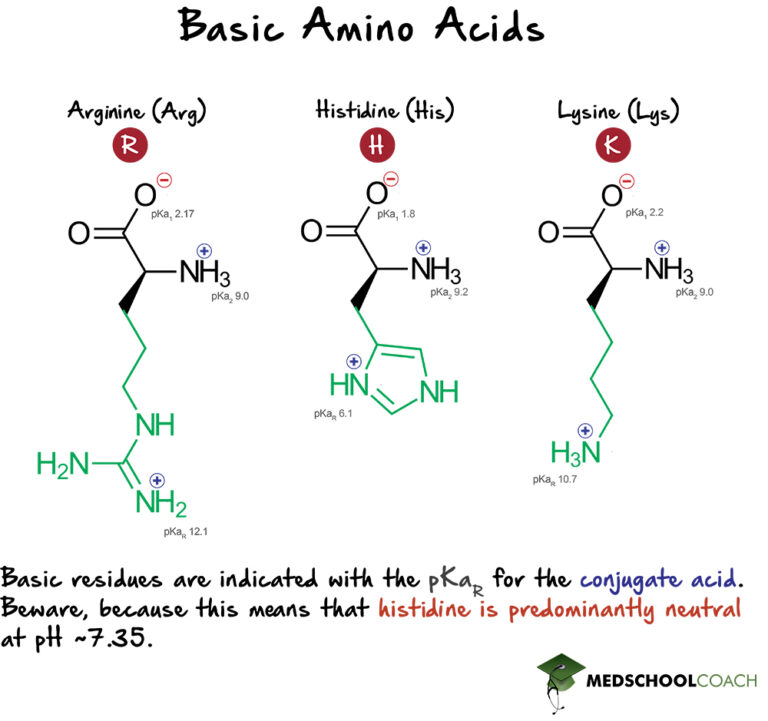 Amino Acid Classification MCAT Biochemistry MedSchoolCoach