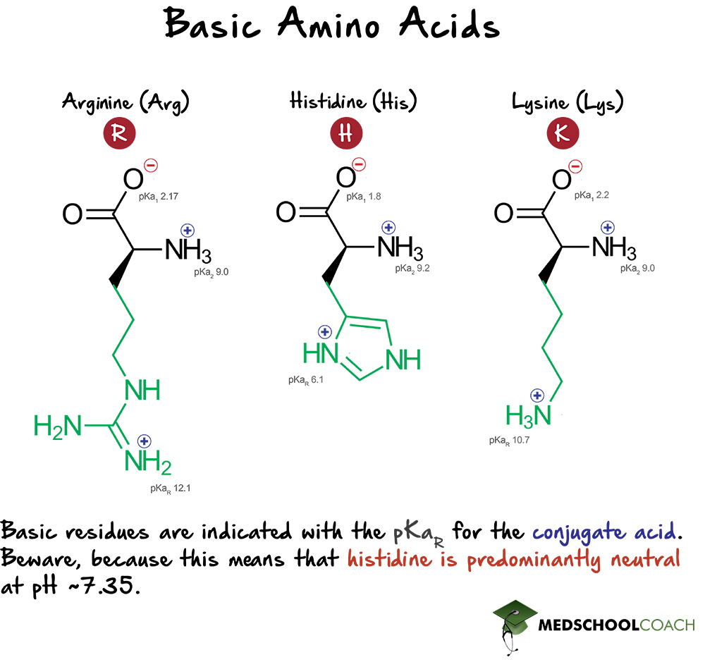 Basic Amino Acids - MCAT Biochemistry