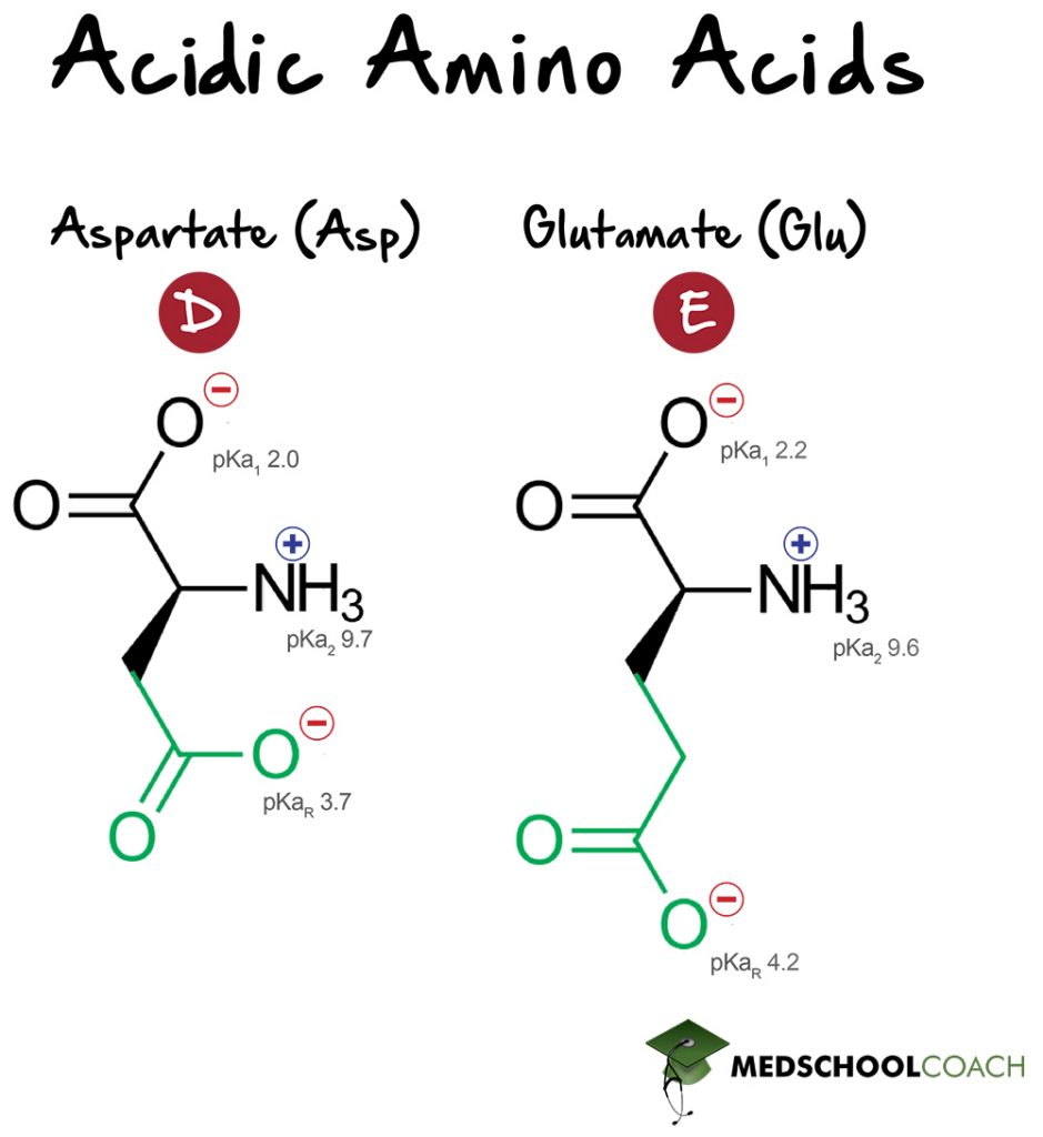 Acidic Amino Acids - MCAT Biochemistry