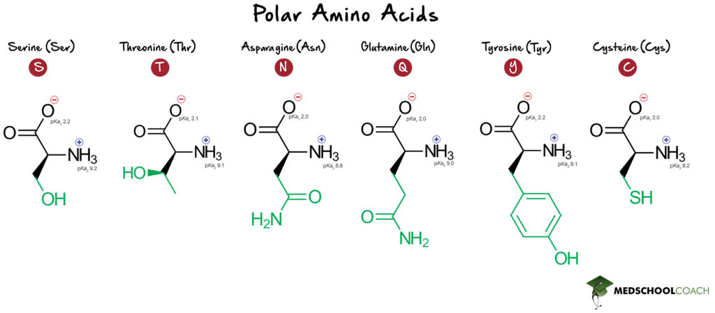 Polar Amino Acids - MCAT Biochemistry