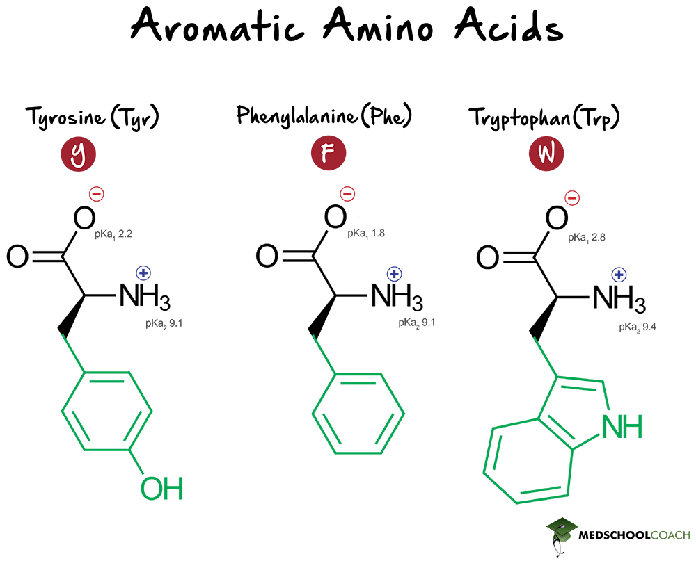 Aromatic Amino Acids - MCAT Biochemistry