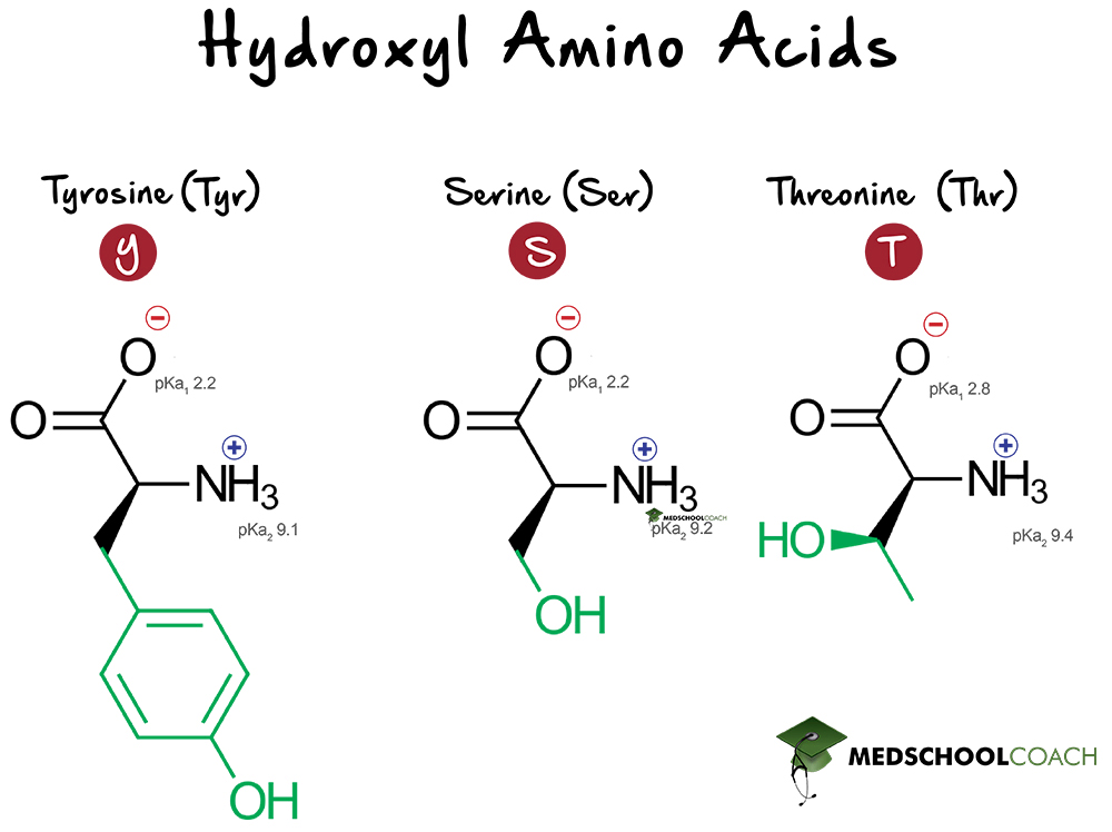 Hydroxylated Amino Acids - MCAT Biochemistry