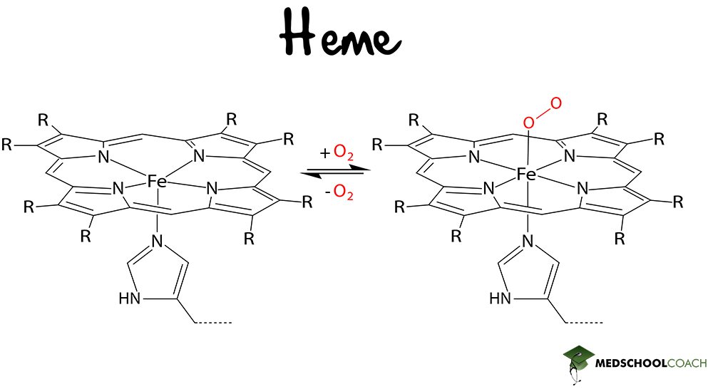 Heme - MCAT Biochemistry