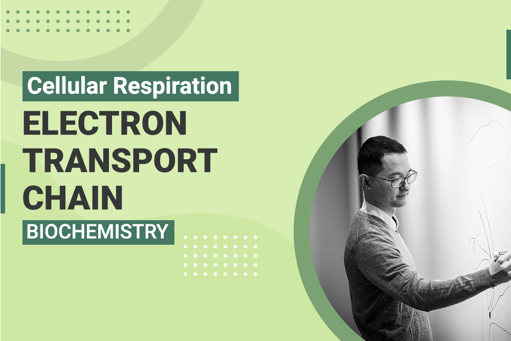 Cellular Respiration Electron Transport Chain