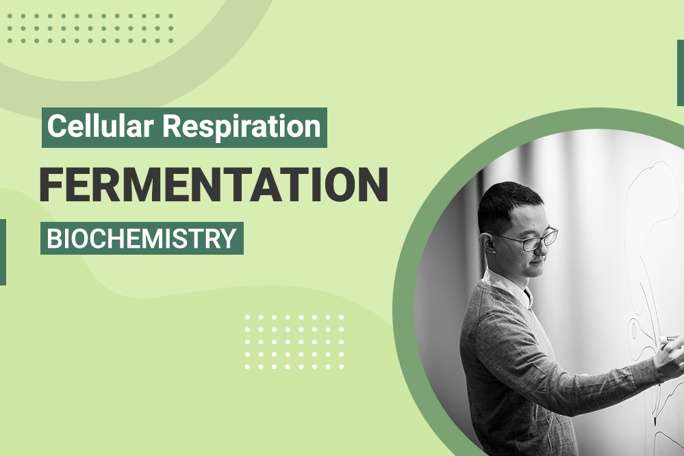 Cellular Respiration Fermentation