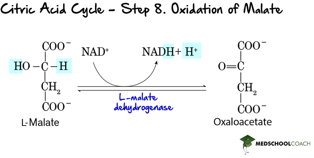 Malate Dehydrogenase, an Oxidoreductase - MCAT Biochemistry