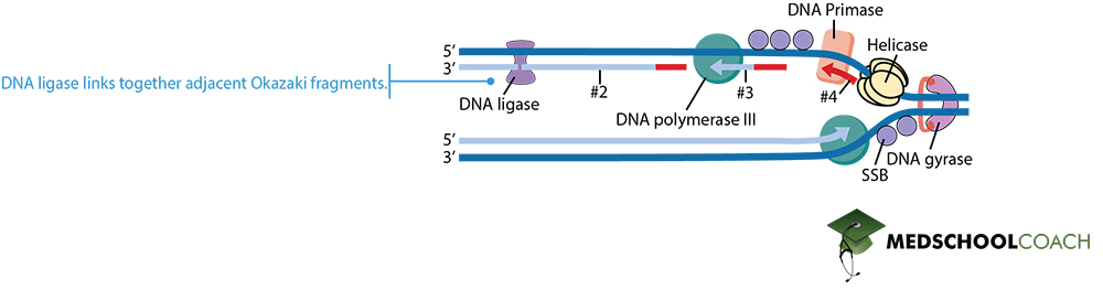 DNA Ligase - MCAT Biochemistry