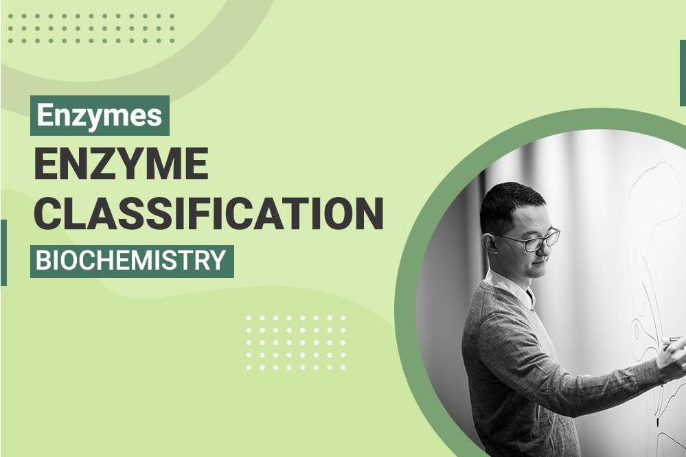 Enzymes - Enzyme Classification