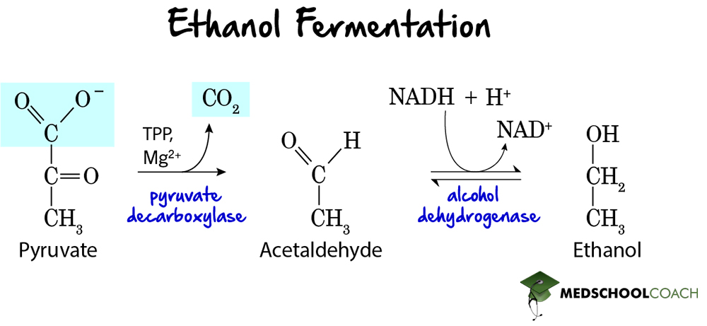 Ethanol Fermentation - MCAT Biochemistry