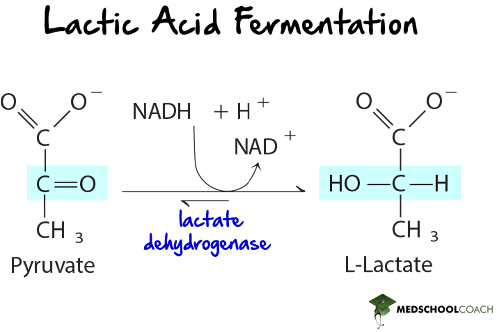 Lactic Acid Fermentation - MCAT Biochemistry