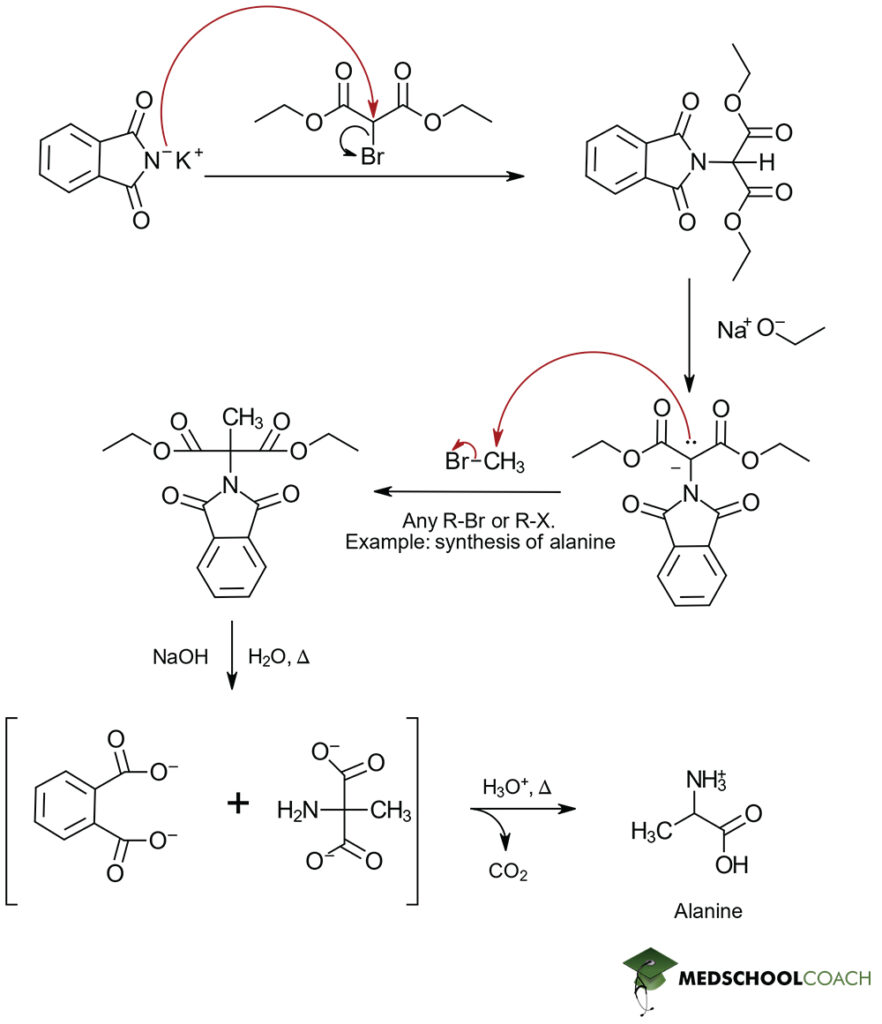 Mechanism of the Gabriel Synthesis of Alanine - MCAT Biochemistry