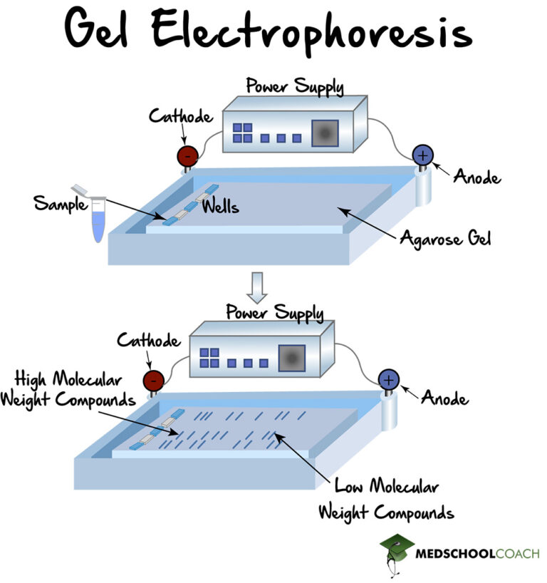 Gel Electrophoresis, PAGE, SDS PAGE MCAT Biochemistry MedSchoolCoach