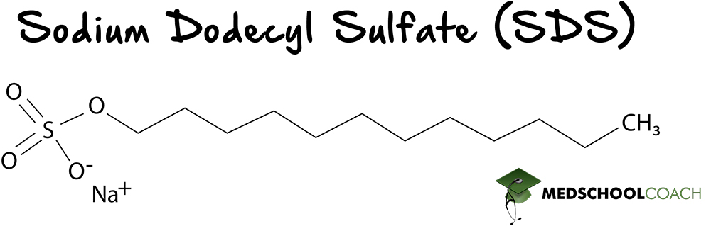 Sodium Dodecyl Sulfate - MCAT Biochemistry