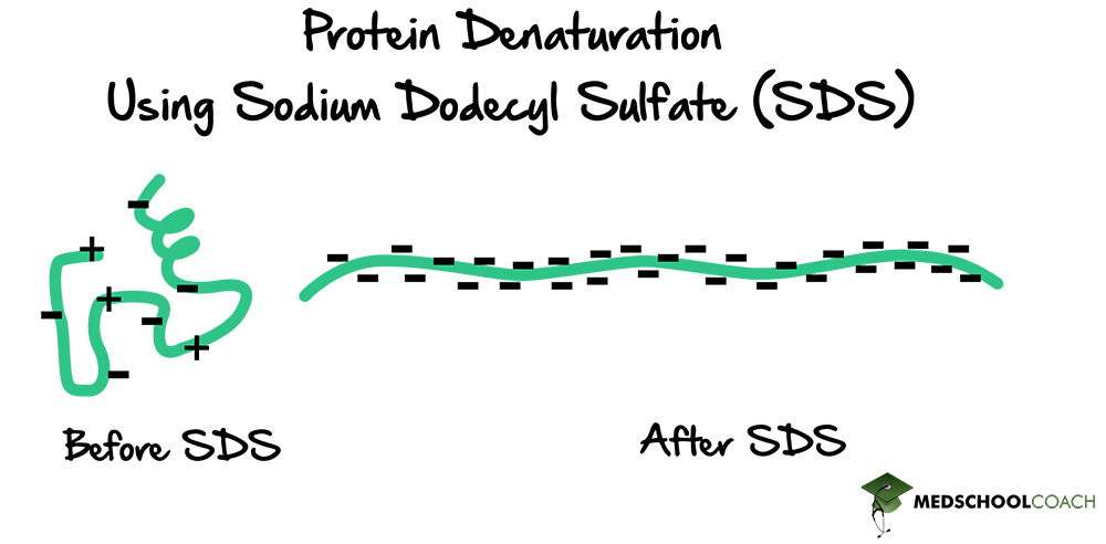 Protein Denaturation Using SDS - MCAT Biochemistry