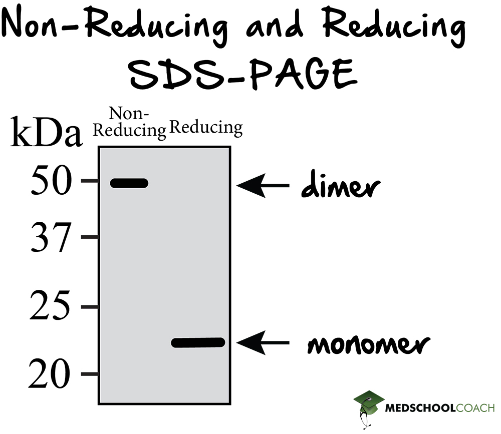 Non-Reducing vs. Reducing SDS-PAGE - MCAT Biochemistry