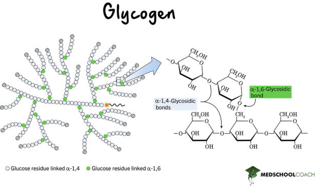 Glycogen Structure Glycogenolysis MCAT Biochemistry MedSchoolCoach glycogen-structure-glycogenolysis-mcat-biochemistry-medschoolcoach