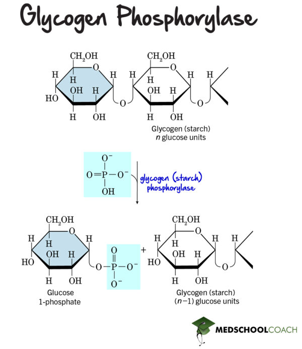 Glycogen Structure Glycogenolysis MCAT Biochemistry MedSchoolCoach glycogen-structure-glycogenolysis-mcat-biochemistry-medschoolcoach