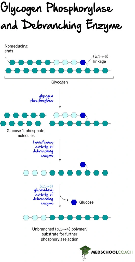 Glycogen Phosphorylase and Debranching Enzyme in Glycogenolysis - MCAT Biochemistry