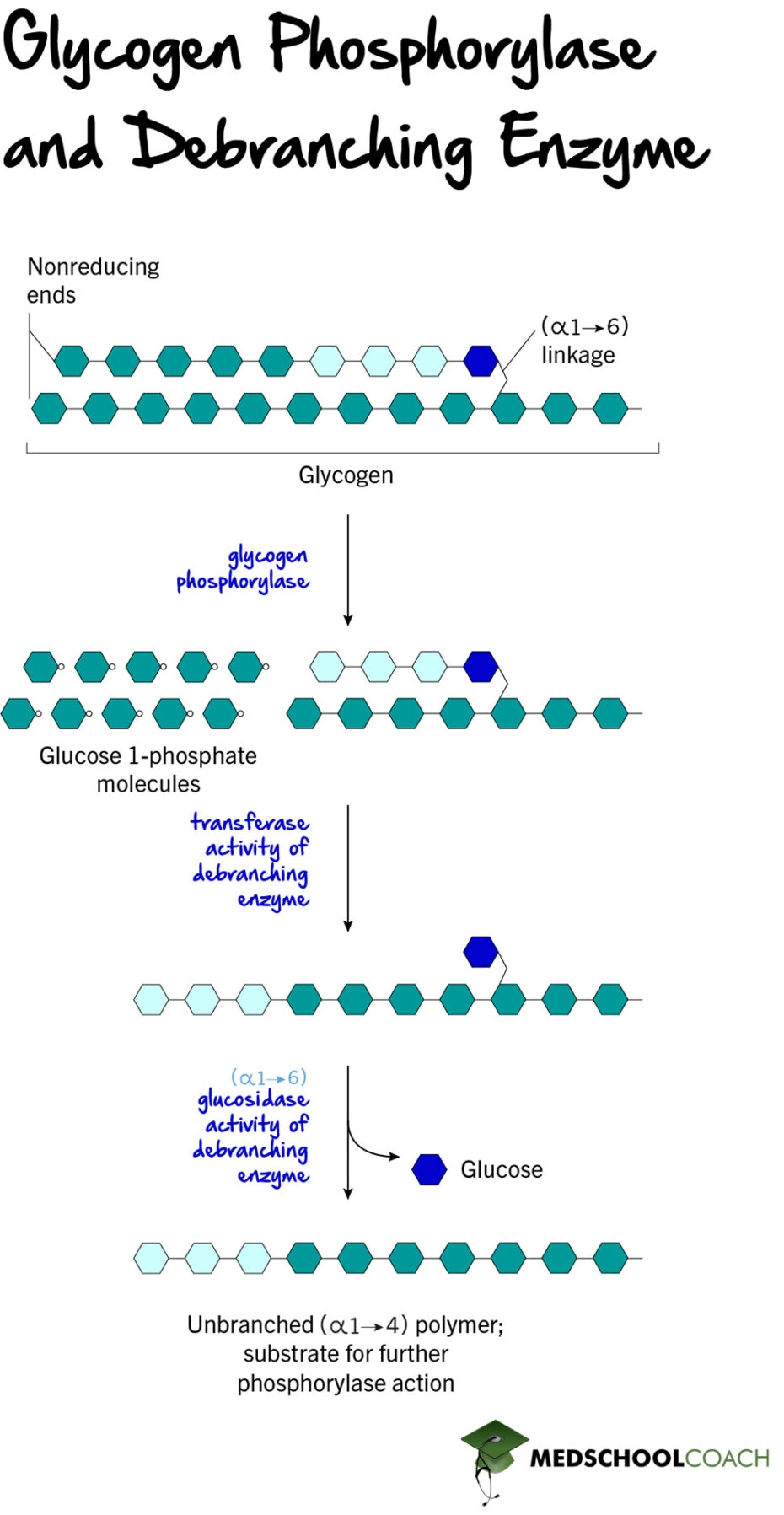Glycogen Structure & Glycogenolysis MCAT Biochemistry MedSchoolCoach