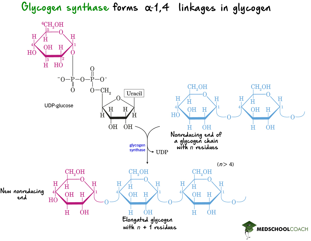 Creation of α-1,4 Linkages by Glycogen Synthase - MCAT Biochemistry