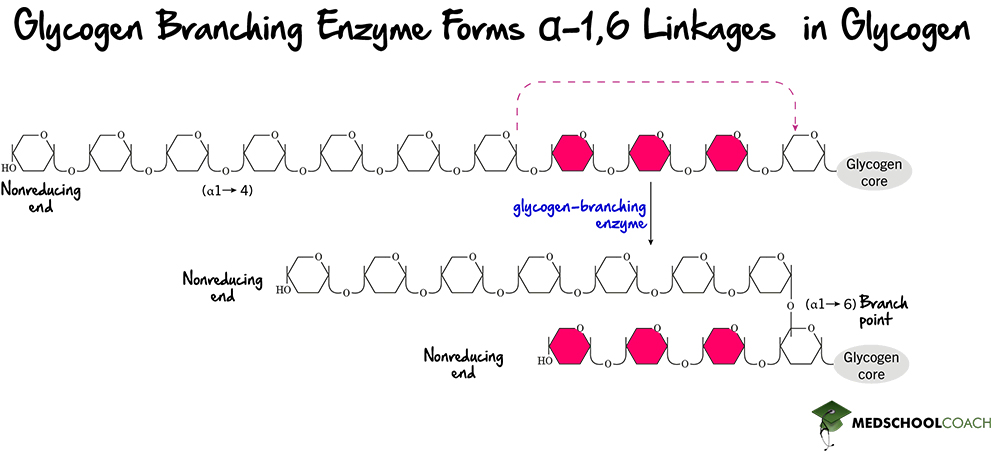 Formation of α-1,6 Linkages by Glycogen Branching Enzyme - MCAT Biochemistry