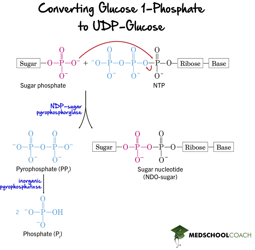 Conversion of Glucose-1-Phosphate to UDP-Glucose - MCAT Biochemistry