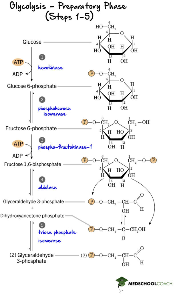 Preparatory Phase of Glycolysis - MCAT Biochemistry