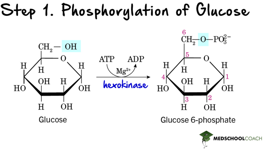 Glycolysis Part 1 MCAT Biochemistry MedSchoolCoach