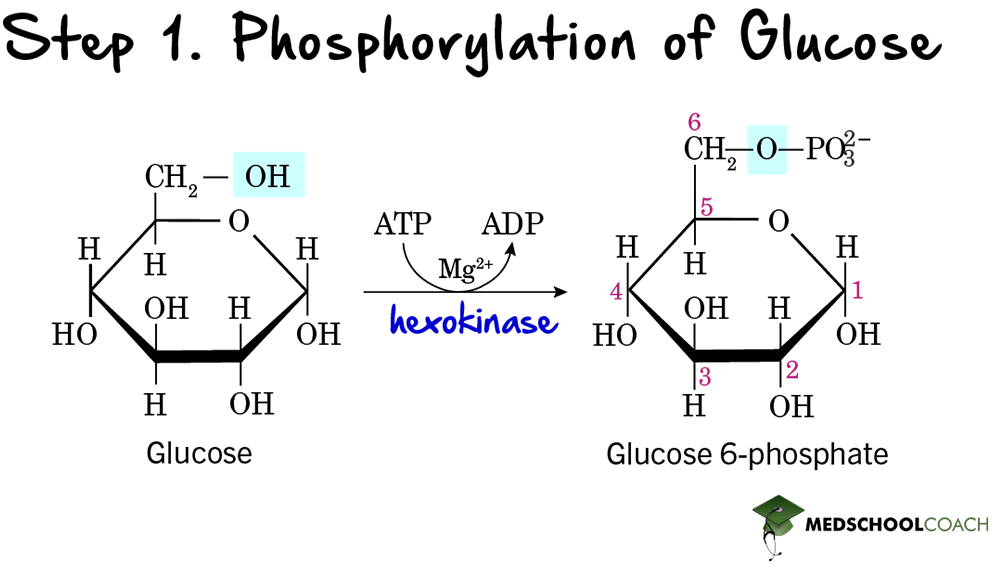 Glycolysis Step 1: Glucose Phosphorylation - MCAT Biochemistry